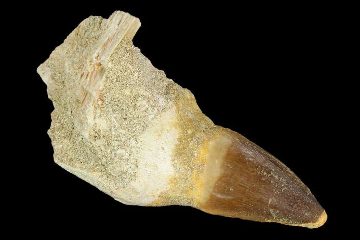 Fossil Rooted Mosasaur (Prognathodon) Tooth - Morocco #116893